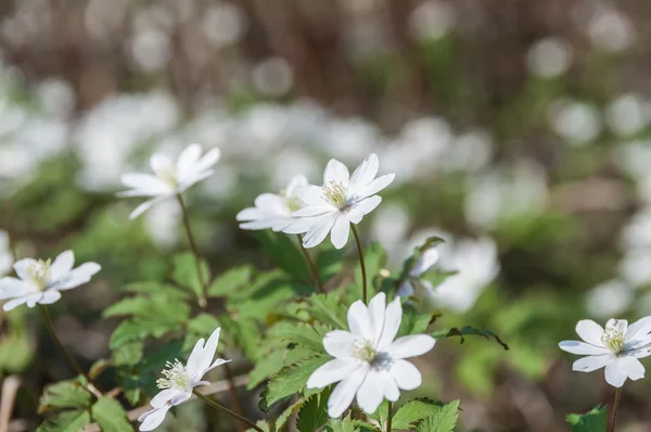 white flowers meadow