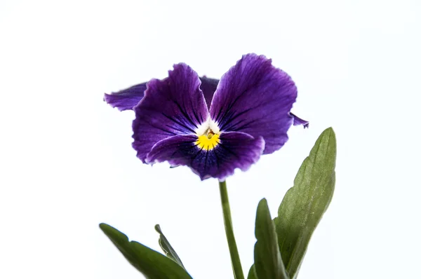 Stiefmütterchen Blume Nahaufnahme — Stockfoto