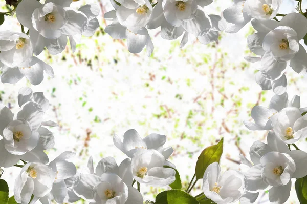 Frame white flowers apple tree — Stock Photo, Image