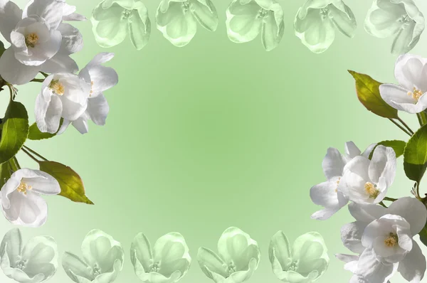 Frame white flowers apple tree — Stock Photo, Image