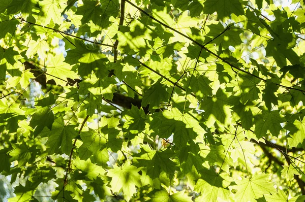 Ahorn lässt Sonnenlicht — Stockfoto