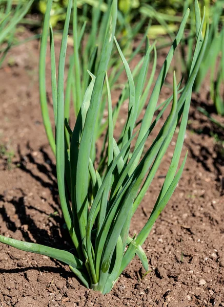 Onion plant feathers vegetable — Stock Photo, Image