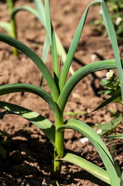 Garlic plant vegetable garden — Stock Photo, Image