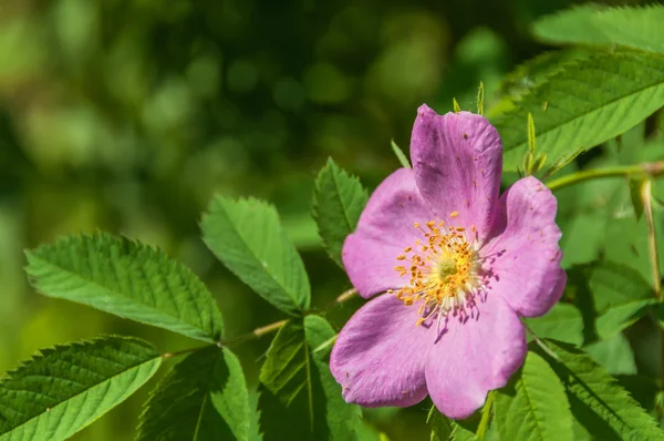 Briar flor salvaje rosa — Foto de Stock