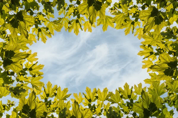Rahmen Ahorn Blätter Himmel — Stockfoto