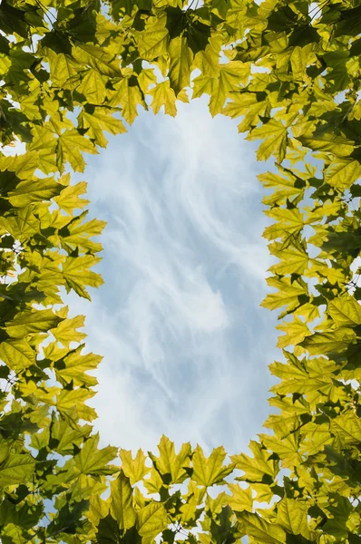 Rahmen Ahorn Blätter Himmel — Stockfoto