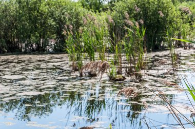 Gölü bataklık çimen