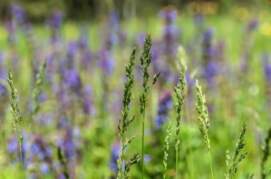 çim desen yakın çekim