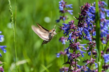 Kelebek hornworm çiçek nektarı (macroglossum stellatarum)