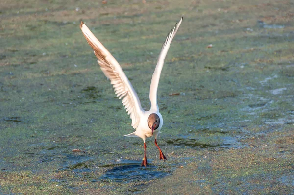 Marais d'oiseaux de mouette — Photo