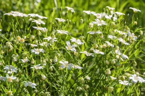 Witte bloemen weide Vogelmuur — Stockfoto