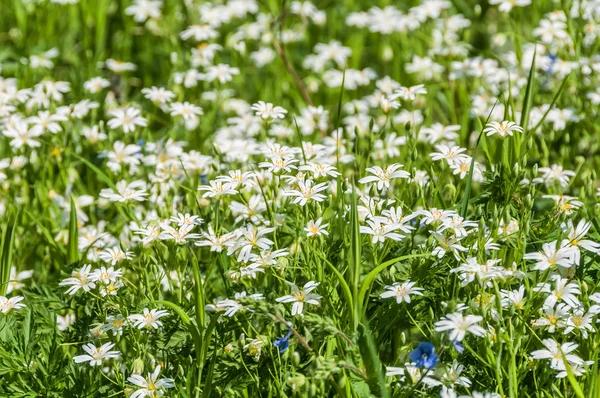 Beyaz çiçek çayır chickweed — Stok fotoğraf