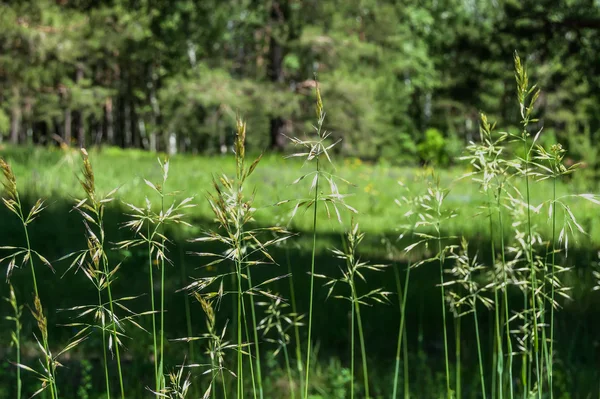 Візерунок трави крупним планом — стокове фото
