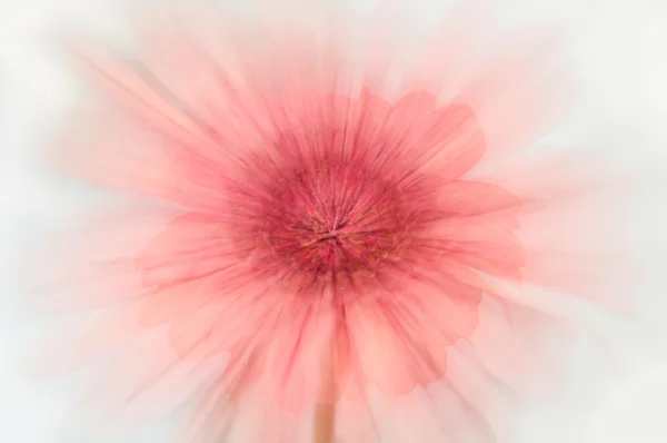 Rosa blomma zoom — Stockfoto