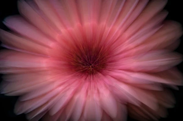 Růžový květ zoom — Stock fotografie