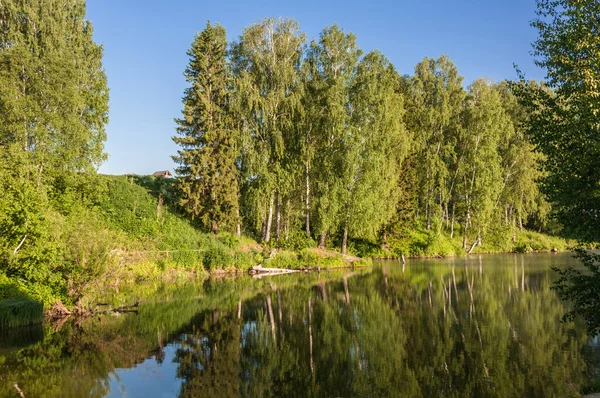 Reflexionsbirke am See — Stockfoto