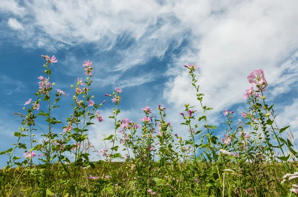 Pembe çiçekler gökyüzü arka plan — Stok fotoğraf