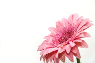 Beyaz gerbera izole çiçek