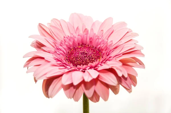 Gerbera kukka eristetty valkoinen — kuvapankkivalokuva