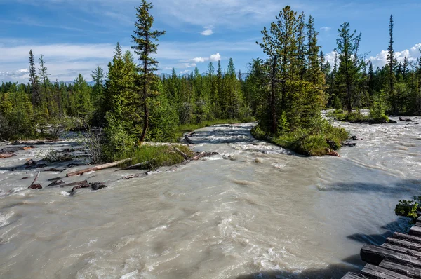 River stones forest mountain — Stock Photo, Image