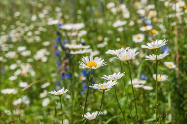 Papatya çiçek çayır