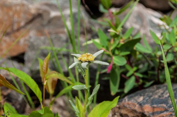 Edelweiss bloem close-up — Stockfoto