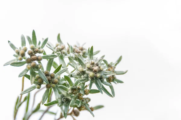 Bouquet de fleurs edelweiss — Photo