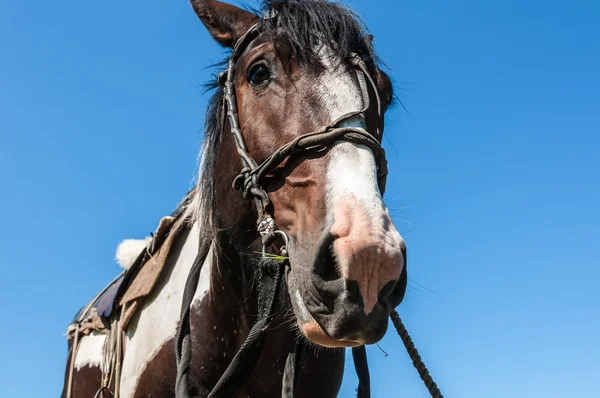 馬の手綱の肖像画 — ストック写真