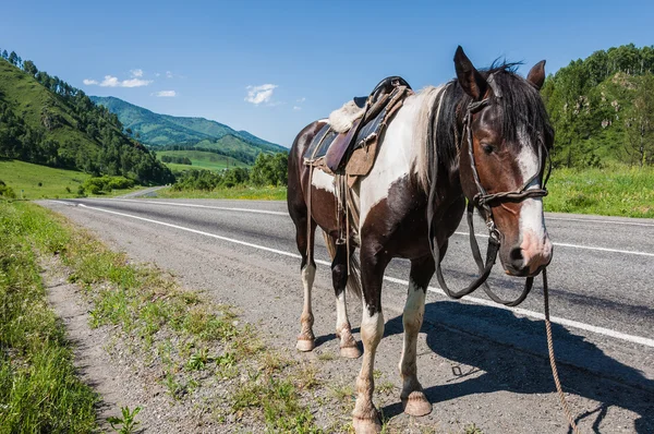 Horse mountain road — Stock Photo, Image