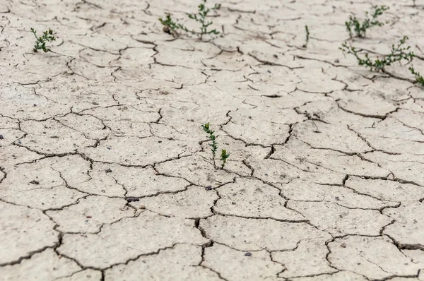砂漠の地面の亀裂 — ストック写真