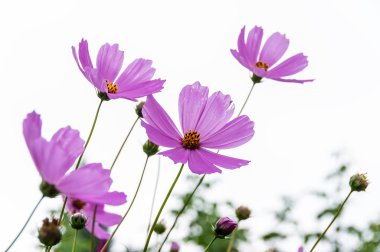 Pembe çiçek cosmos papatya