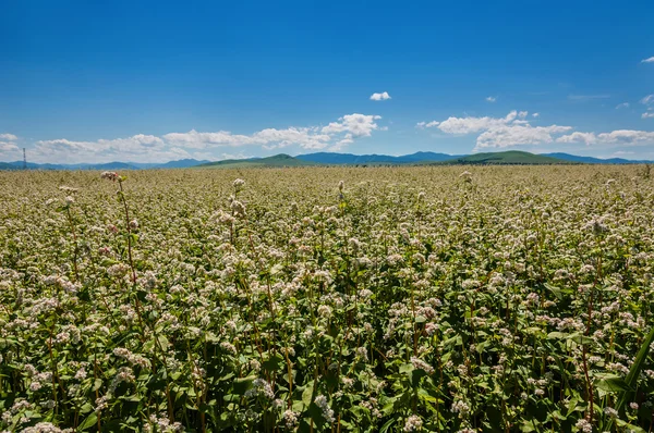 Campo de flores de alforfón —  Fotos de Stock