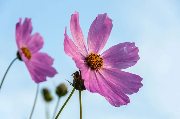 Rosa flor cosmos margarita — Foto de Stock