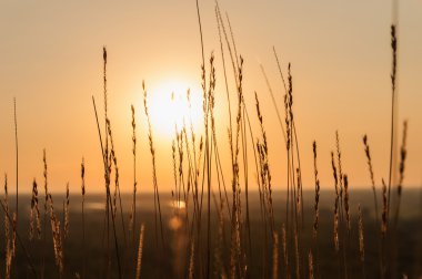 günbatımı güneş alan çim