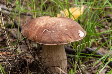 Boletus mantar orman