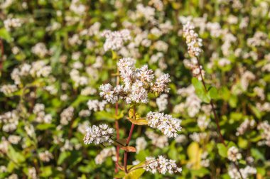 karabuğday çiçek alanı