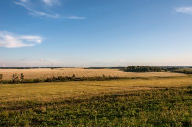 alan buğday çiçekler 