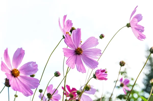 Pembe çiçek cosmos papatya