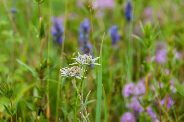 Prairie de fleurs edelweiss — Photo