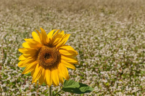 Tournesol fleur sarrasin — Photo