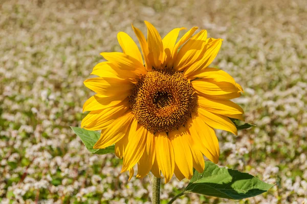 Kwiat słonecznika gryka — Zdjęcie stockowe