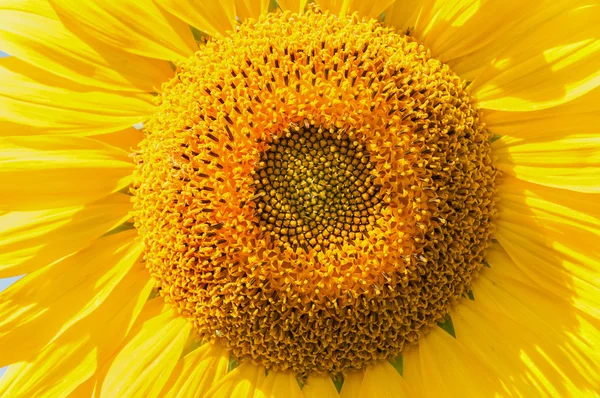 Kwiat słonecznika z bliska — Zdjęcie stockowe