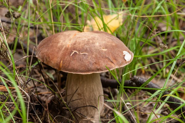 Boletus mushroom forest — стоковое фото