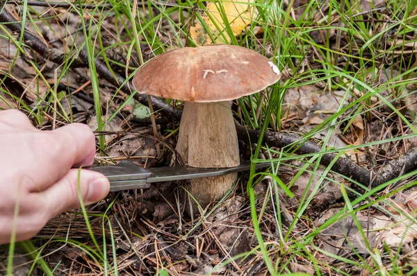 Вырубка грибных лесов — стоковое фото