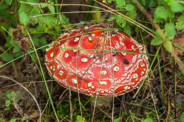 Аманитовый грибной лес — стоковое фото