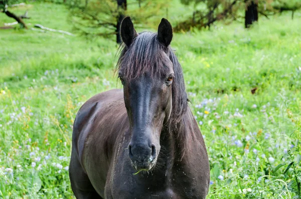 Horse portrait graze — Stock Photo, Image