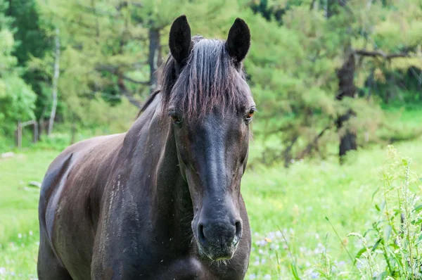 Horse portrait graze — Stock Photo, Image