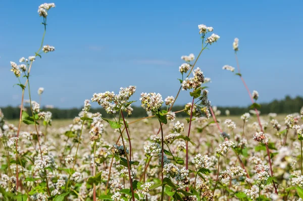 Campo de flores de alforfón —  Fotos de Stock