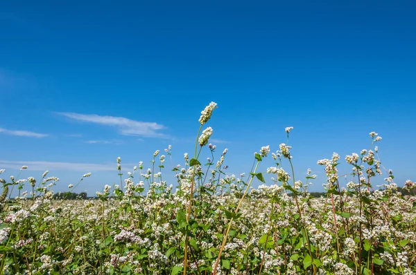 Campo de flores de alforfón —  Fotos de Stock