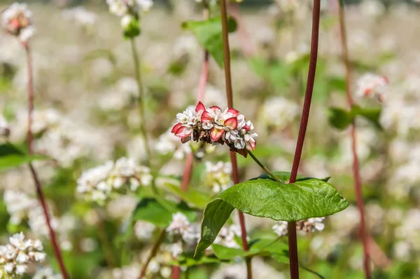 Buckwheat flowers field — Stock Photo, Image